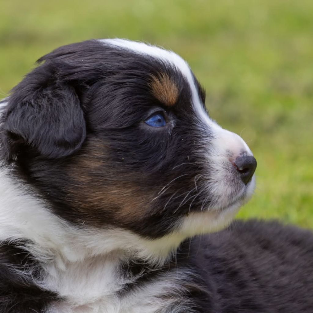 Blue Sals - Chiots disponibles - Berger Australien