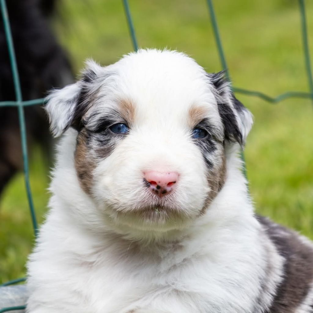 Blue Sals - Chiots disponibles - Berger Australien