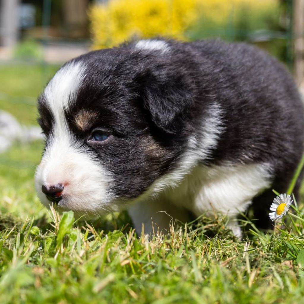 Blue Sals - Chiots disponibles - Berger Australien