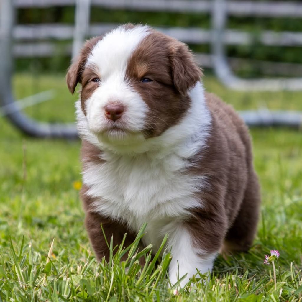 Blue Sals - Chiots disponibles - Berger Australien