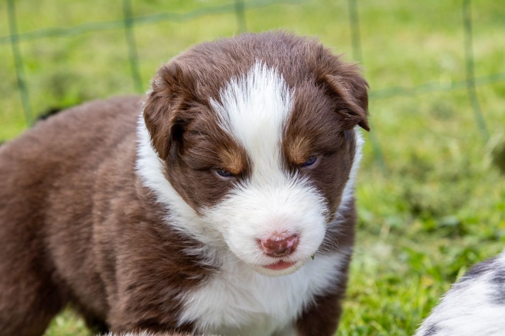 Blue Sals - Chiots disponibles - Berger Australien