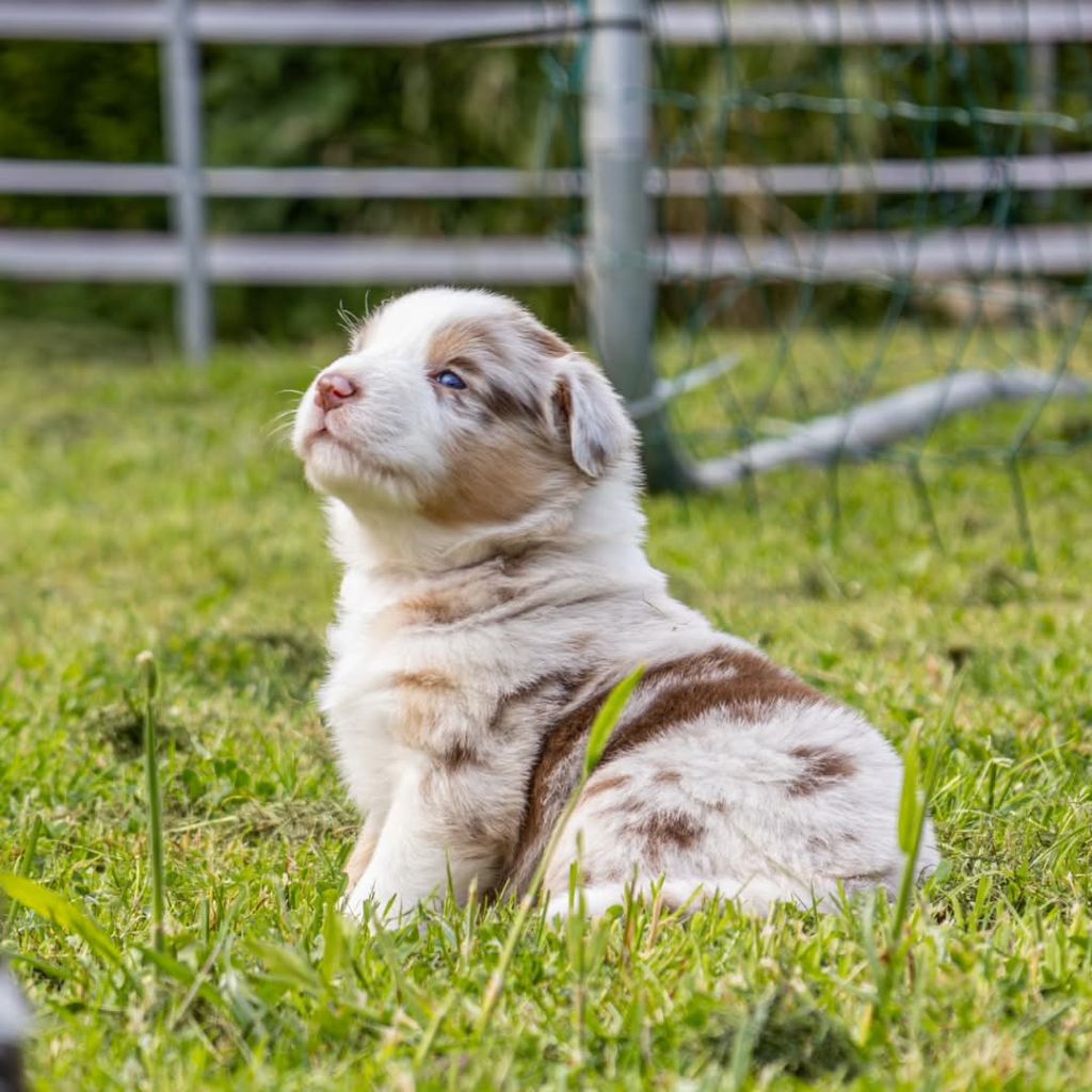 Blue Sals - Chiots disponibles - Berger Australien
